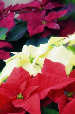 poinsettias.jpg