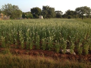 This field of sesame is the new cash crop.